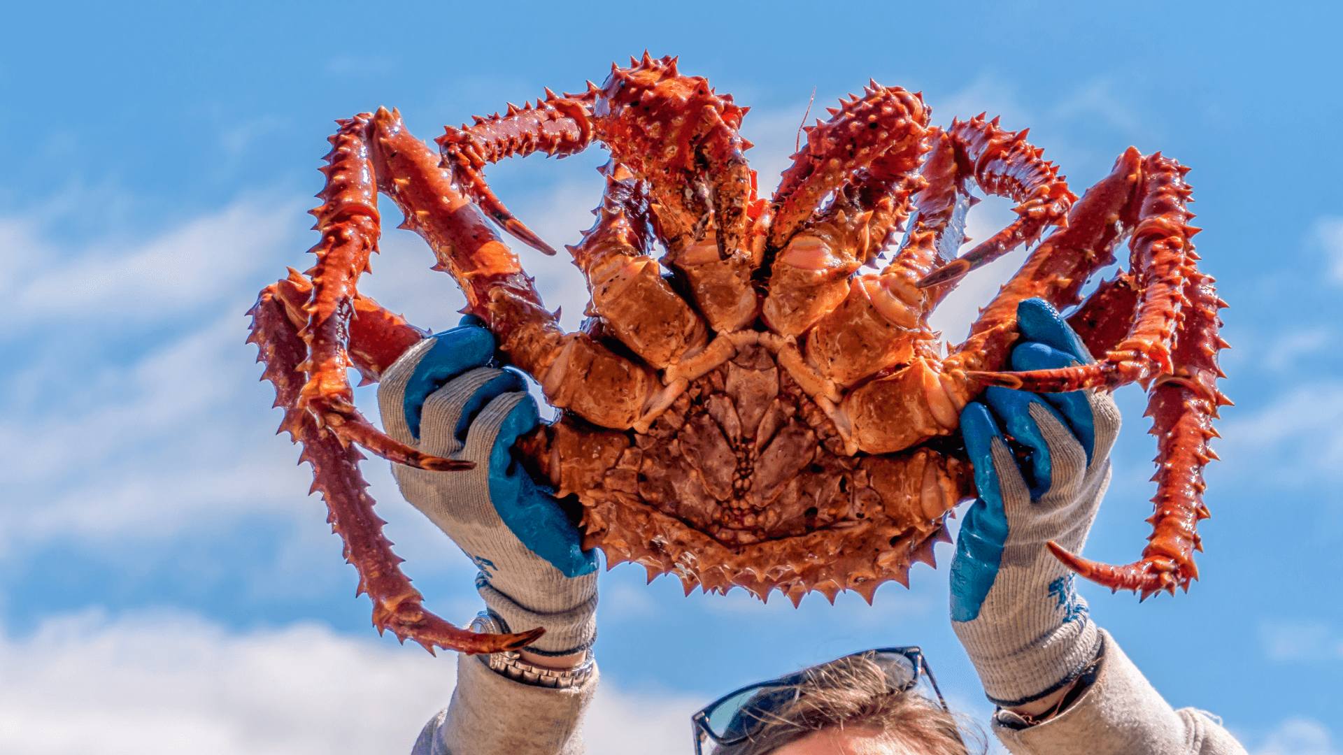 Detail King Crab Images Nomer 10