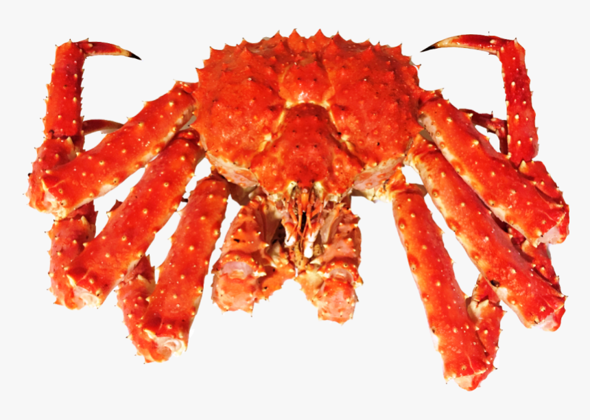 King Crab Png - KibrisPDR