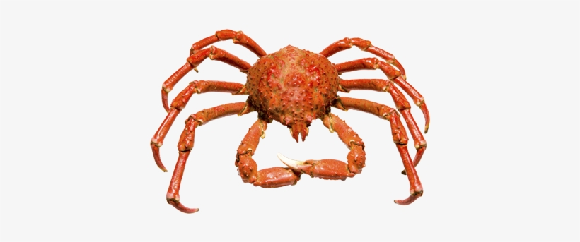 Detail King Crab Png Nomer 2