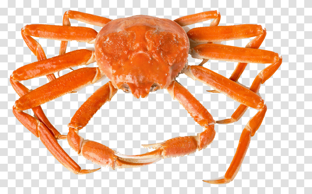 Detail King Crab Png Nomer 19