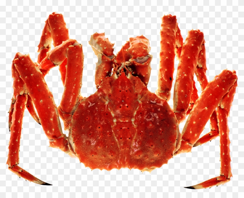 Detail King Crab Png Nomer 3