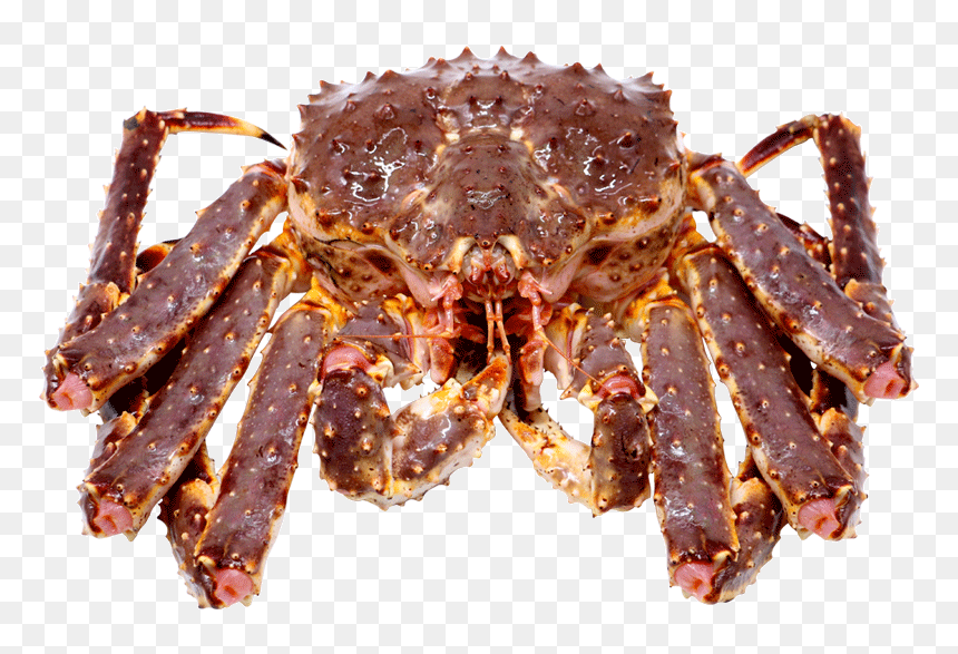 Detail King Crab Png Nomer 28