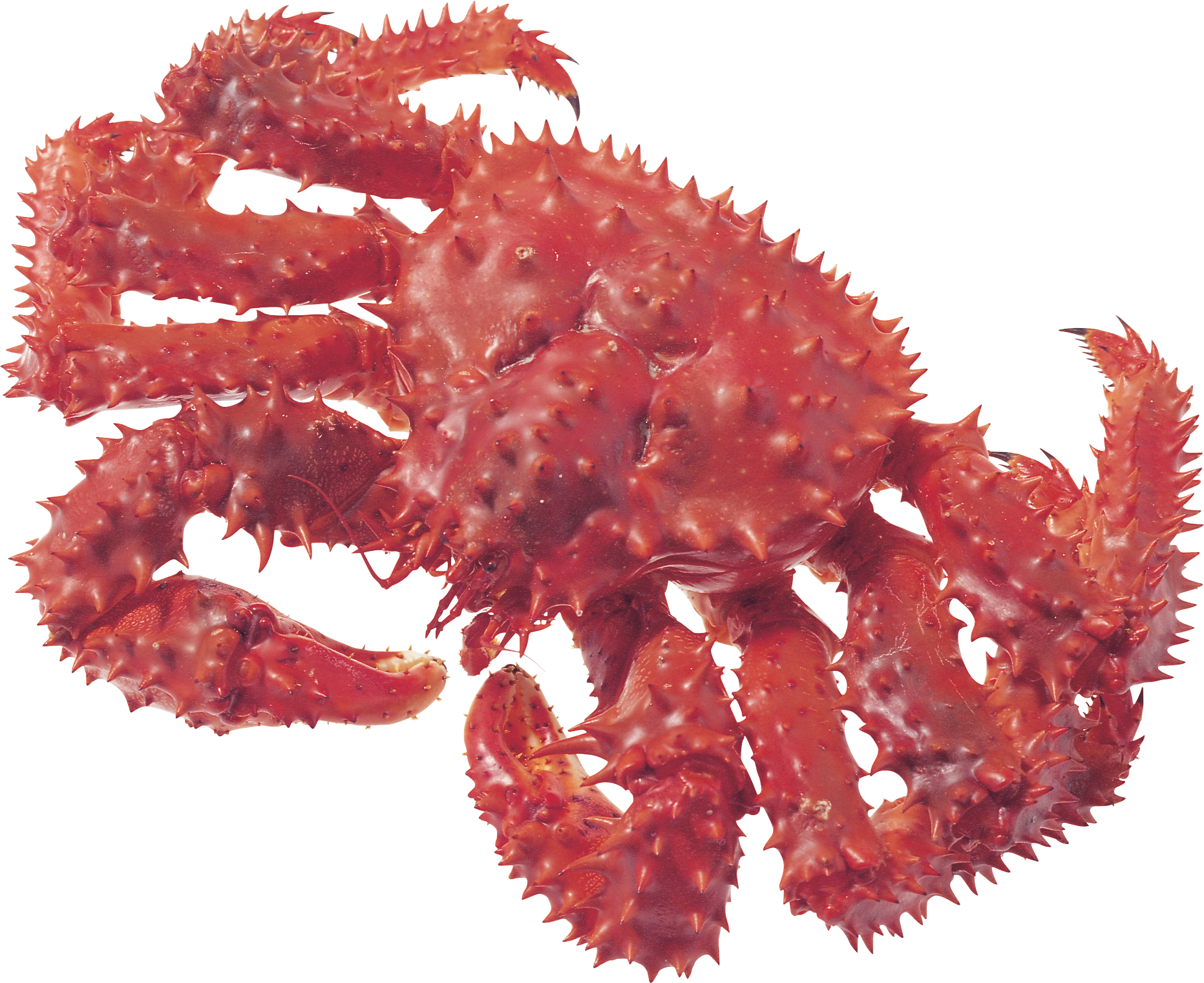 Detail King Crab Png Nomer 32