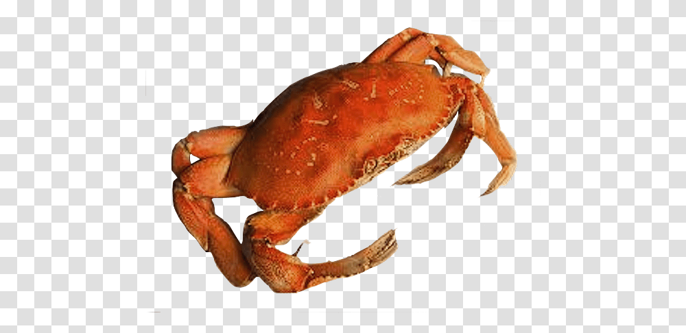 Detail King Crab Png Nomer 33