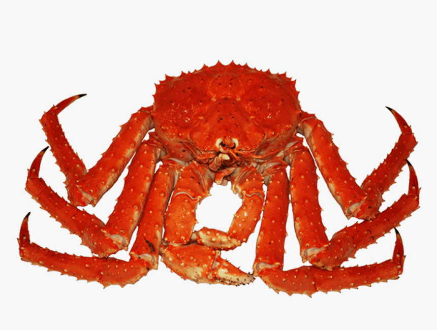 Detail King Crab Png Nomer 5