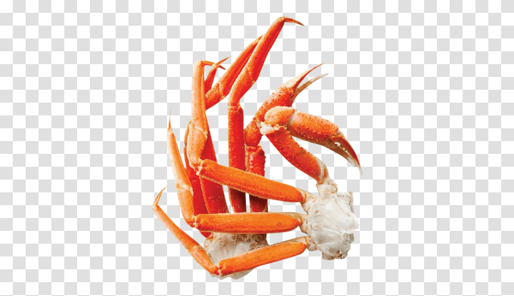 Detail King Crab Png Nomer 42