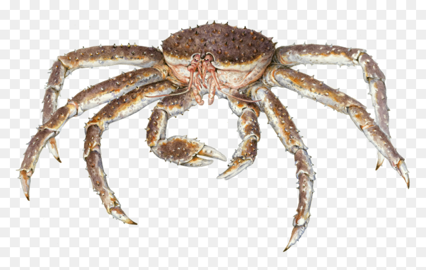 Detail King Crab Png Nomer 52
