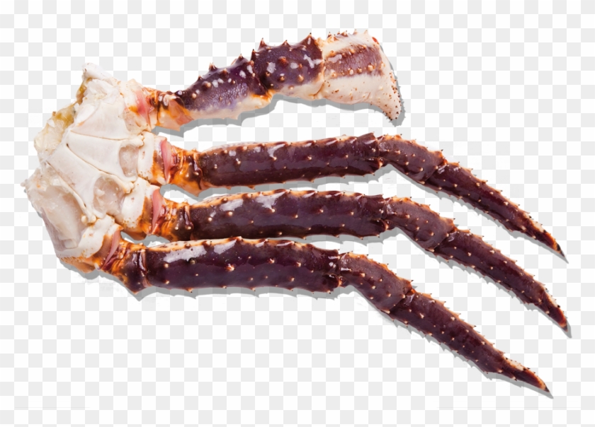 Detail King Crab Png Nomer 54