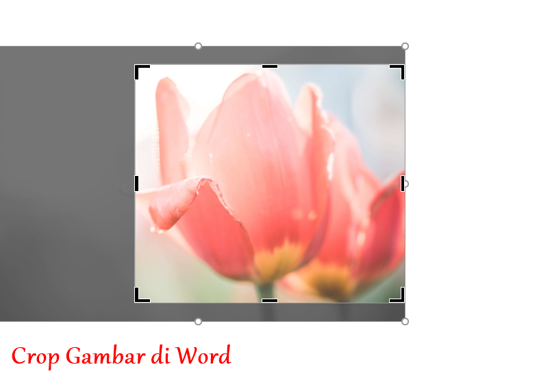 Detail Memotong Gambar Dalam Ms Word Nomer 37