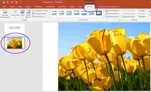 Detail Memotong Gambar Di Power Point Nomer 14