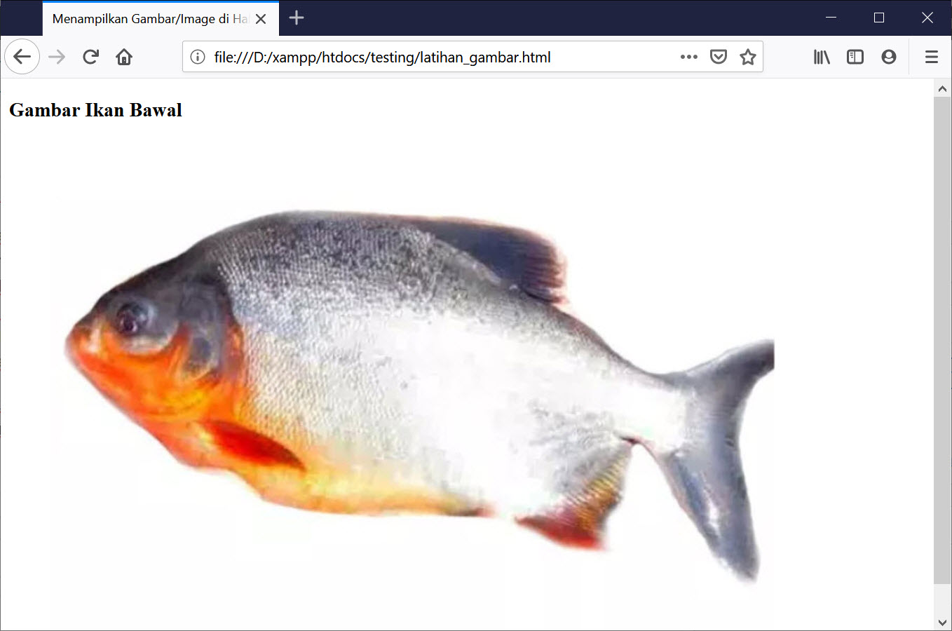 Detail Menampilkan Gambar Html Nomer 55