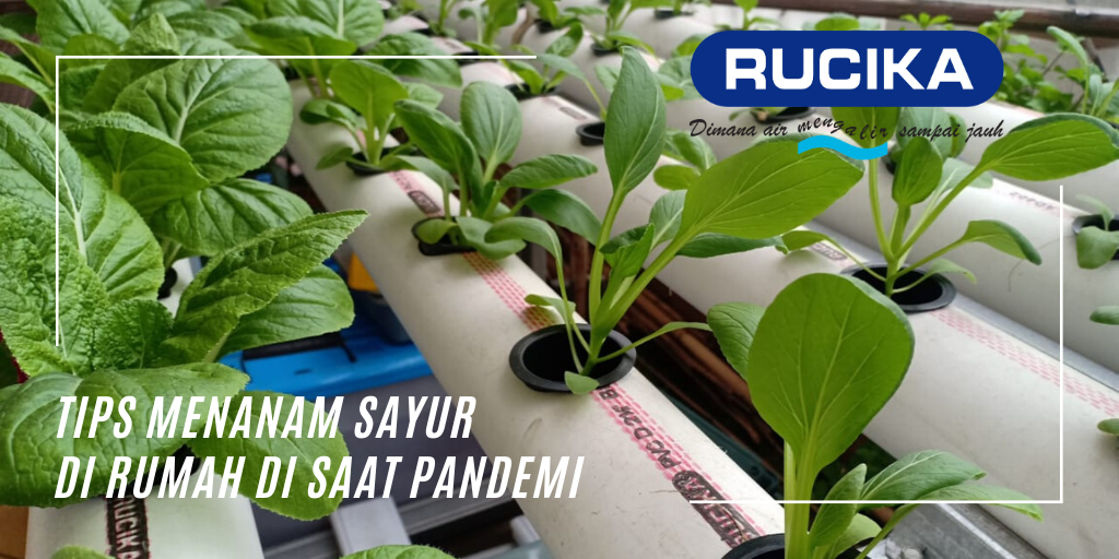 Detail Menanam Di Rumah Nomer 17