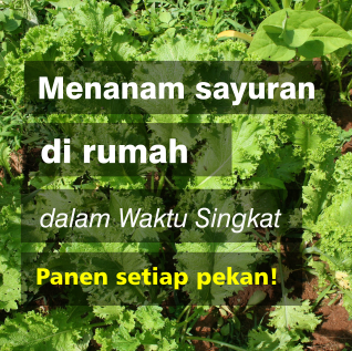 Detail Menanam Di Rumah Nomer 38