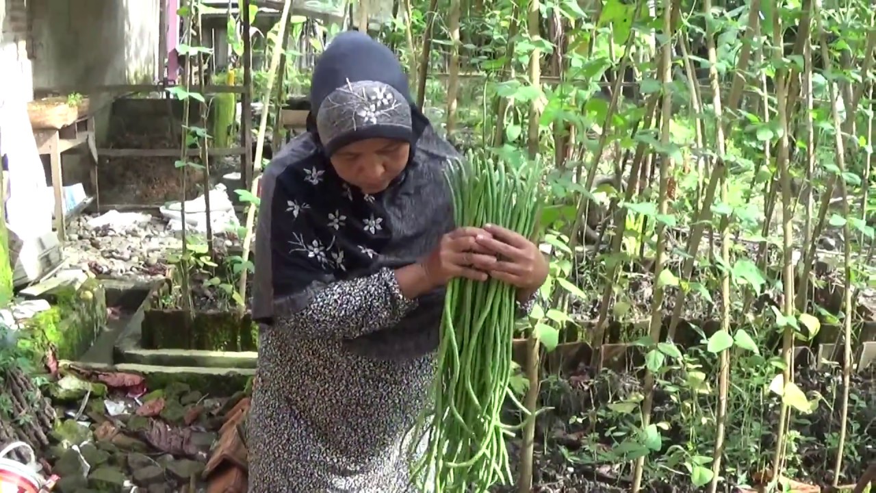 Detail Menanam Kacang Panjang Di Pekarangan Rumah Nomer 2