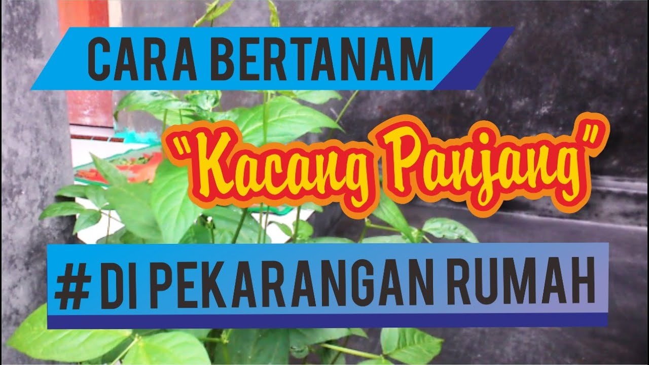 Detail Menanam Kacang Panjang Di Pekarangan Rumah Nomer 22