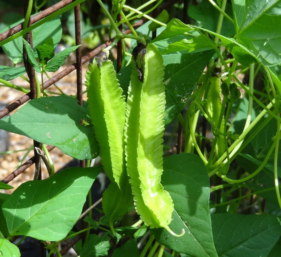 Detail Menanam Kacang Panjang Di Pekarangan Rumah Nomer 30