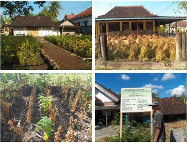 Detail Menanam Kacang Panjang Di Pekarangan Rumah Nomer 44