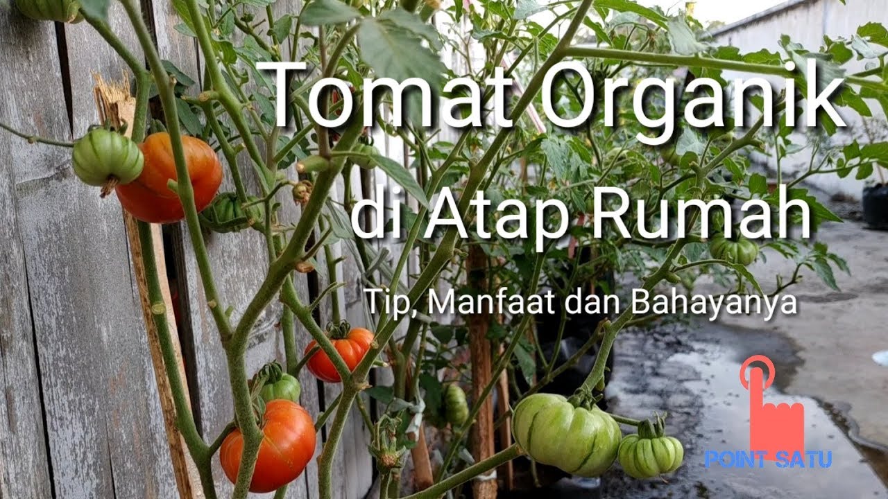 Detail Menanam Tomat Di Rumah Nomer 35