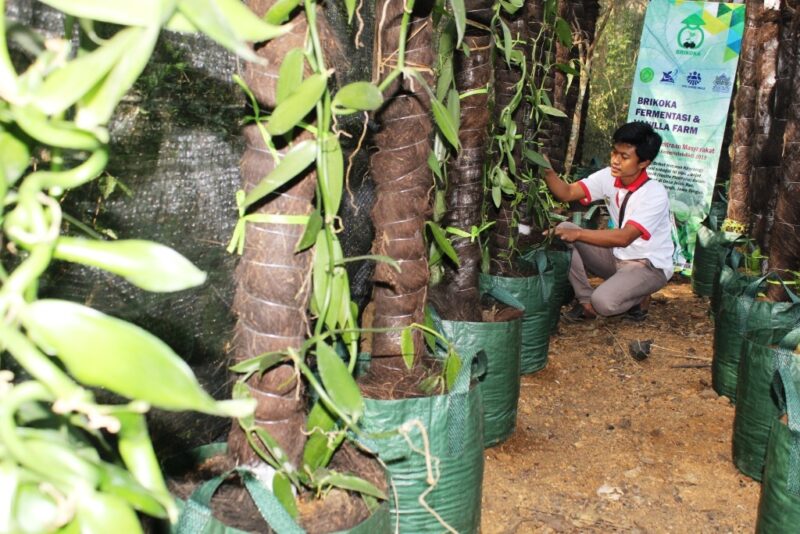 Detail Menanam Vanili Di Rumah Nomer 11