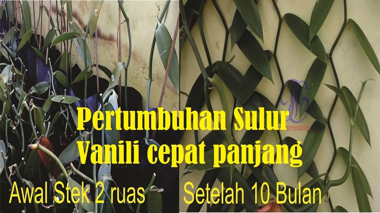 Detail Menanam Vanili Di Rumah Nomer 47