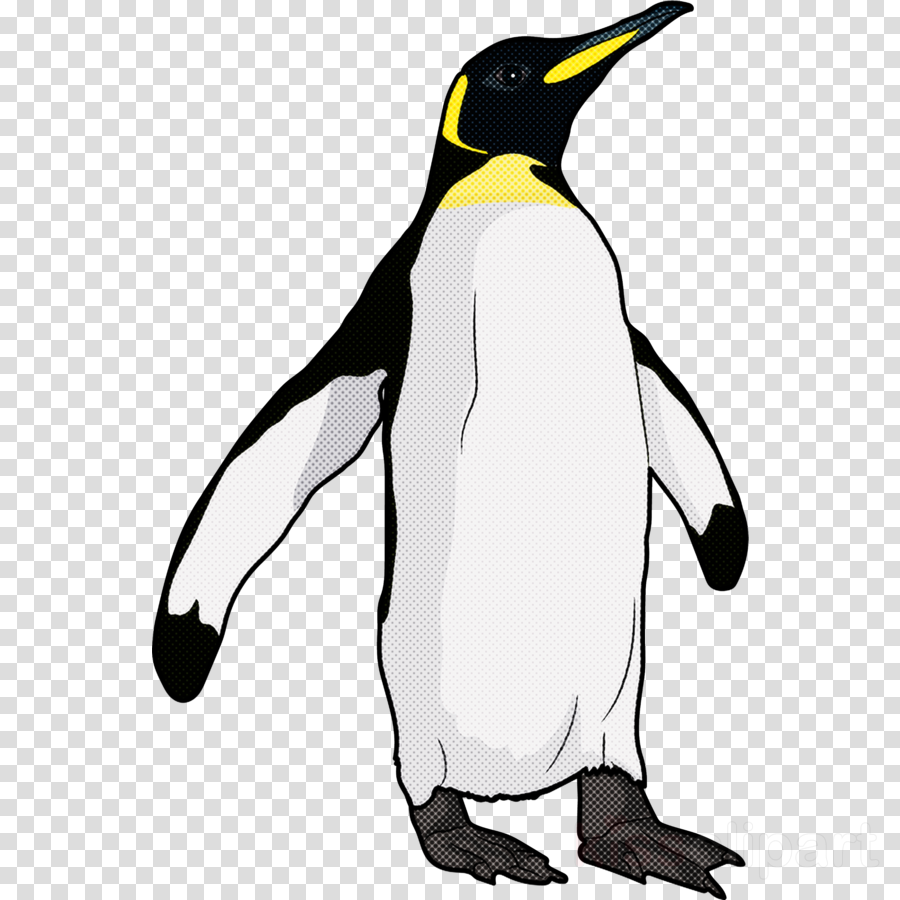 Detail King Penguin Clipart Nomer 18