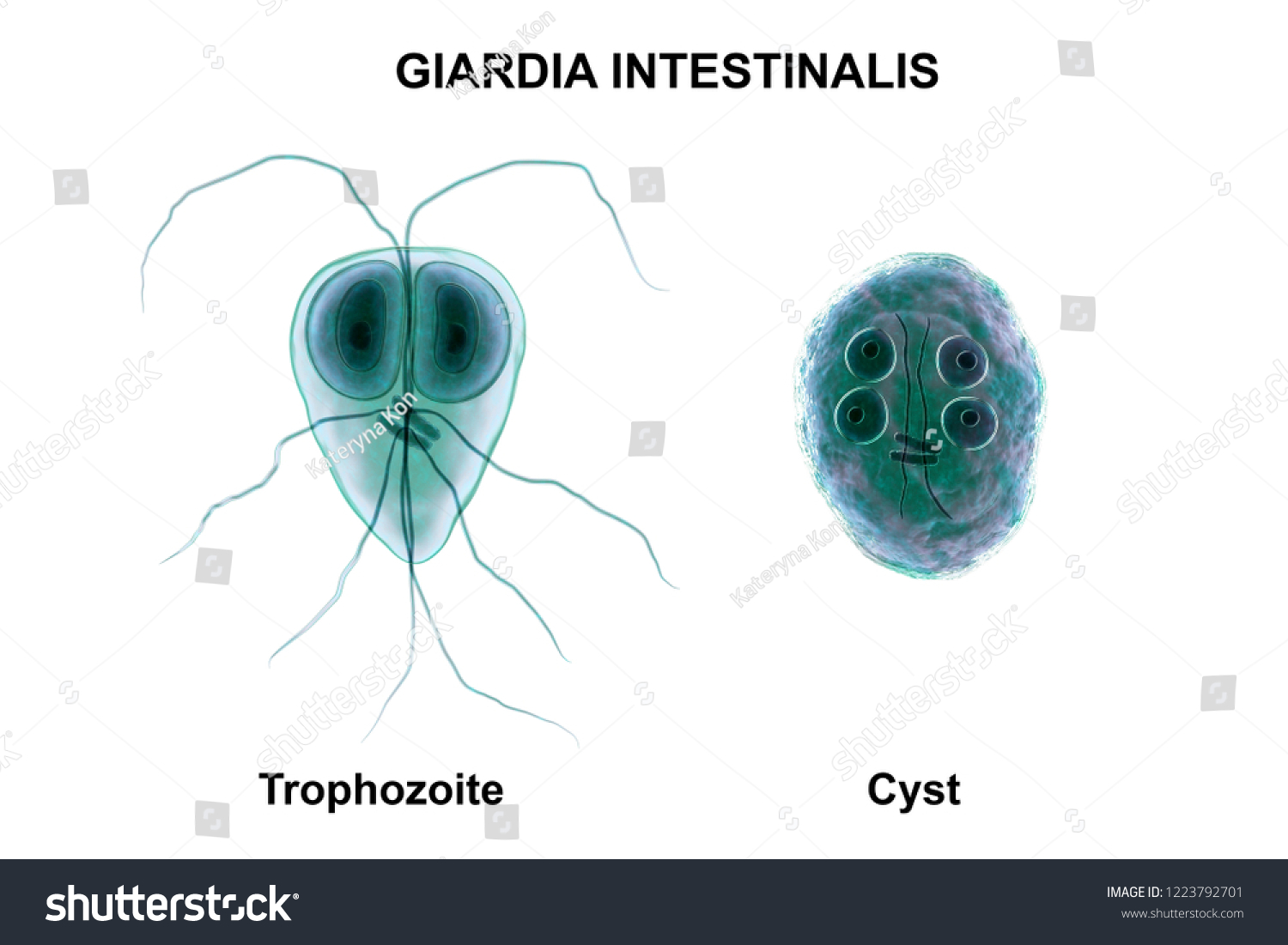 Detail Kista Giardia Lamblia Nomer 20