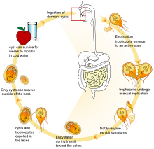 Detail Kista Giardia Lamblia Nomer 46