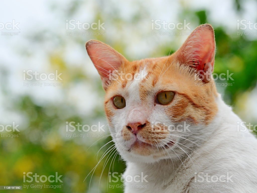 Detail Mencari Gambar Kucing Nomer 50
