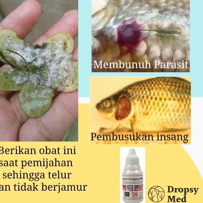 Detail Mengatasi Pop Eye Pada Ikan Louhan Nomer 34