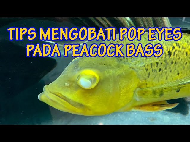 Detail Mengatasi Pop Eye Pada Ikan Louhan Nomer 37