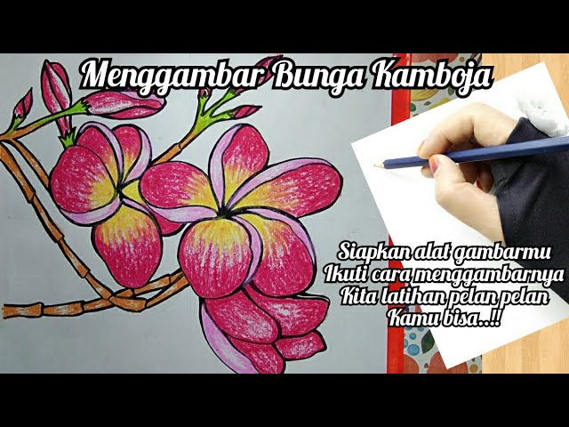 Detail Menggambar Bunga Kamboja Nomer 23