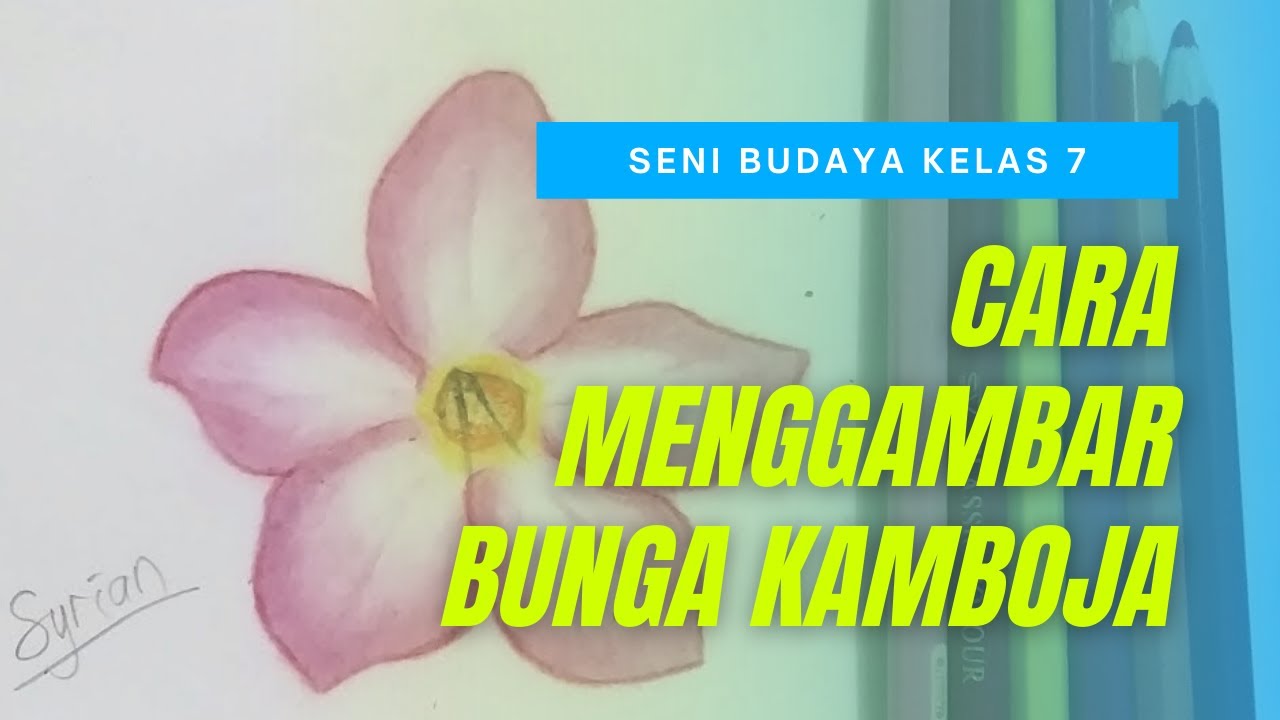 Detail Menggambar Bunga Kamboja Nomer 25