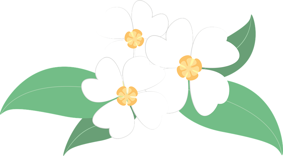 Detail Menggambar Bunga Melati Nomer 31