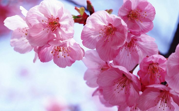 Detail Menggambar Bunga Sakura Nomer 30
