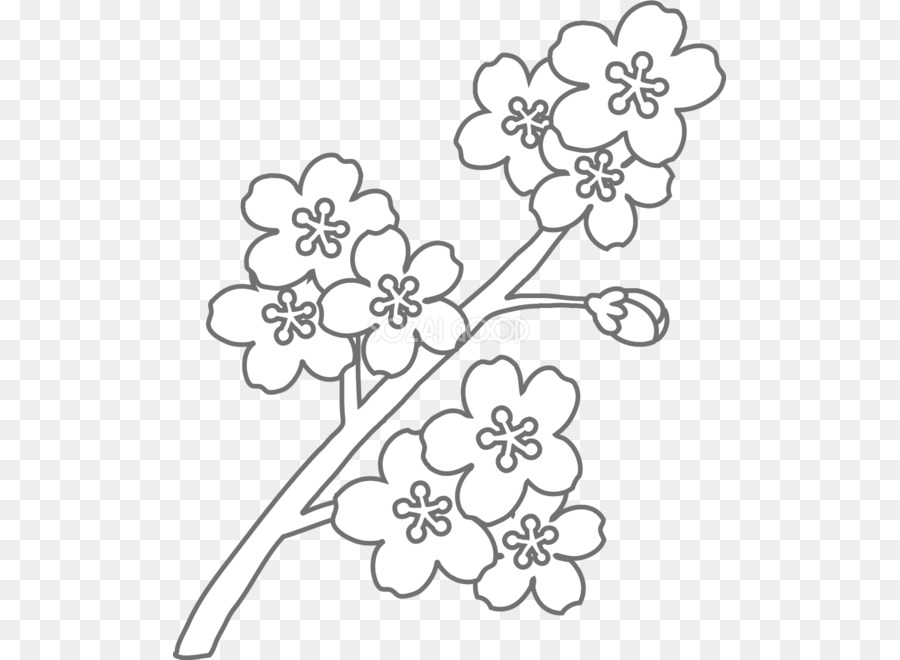 Detail Menggambar Bunga Sakura Nomer 32