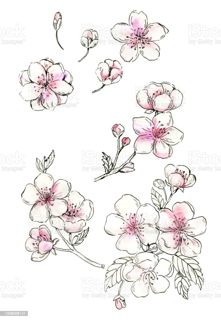 Detail Menggambar Bunga Sakura Nomer 36