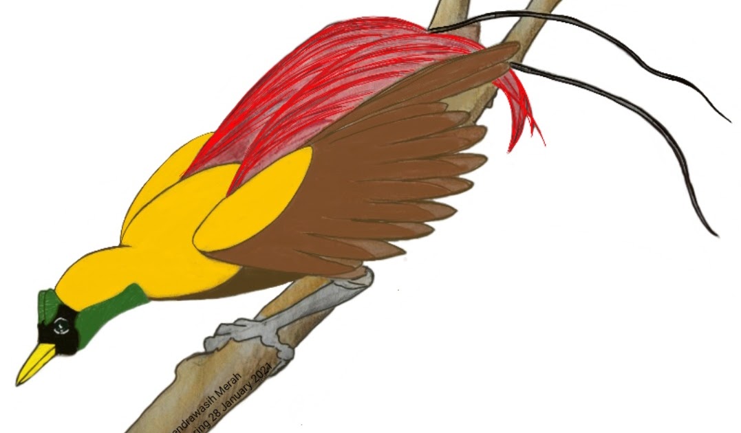 Detail Menggambar Burung Cendrawasih Nomer 40
