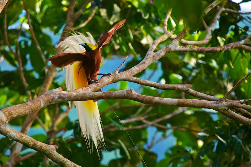 Detail Menggambar Burung Cendrawasih Nomer 41