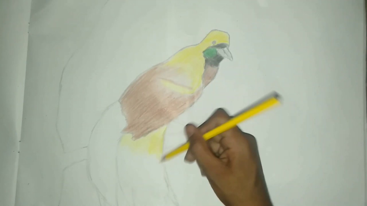 Detail Menggambar Burung Cendrawasih Nomer 9