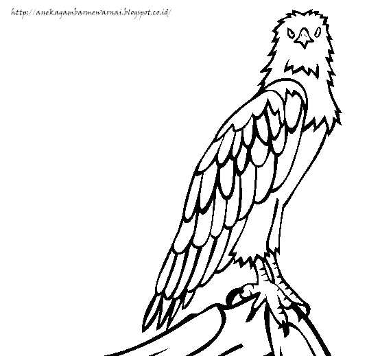 Detail Menggambar Burung Elang Nomer 29