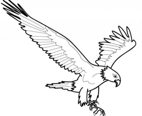 Detail Menggambar Burung Elang Nomer 30