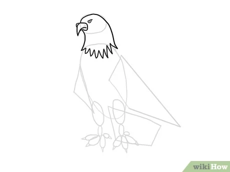 Detail Menggambar Burung Elang Nomer 33