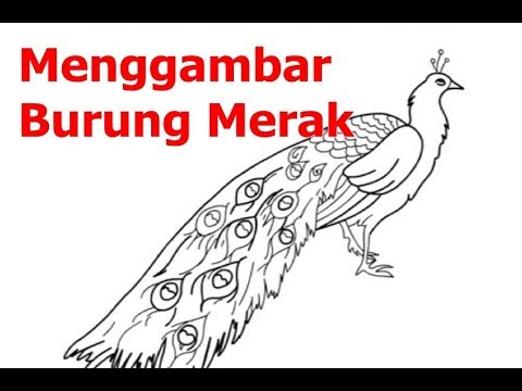 Detail Menggambar Burung Merak Nomer 41