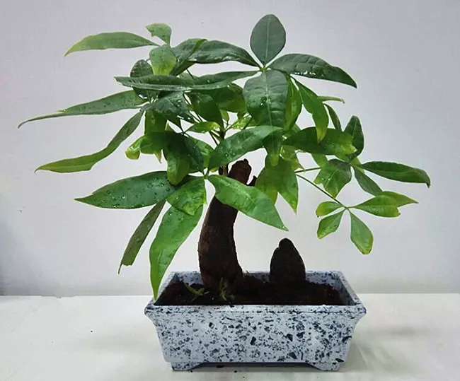 Detail Desain Pot Bonsai Nomer 19