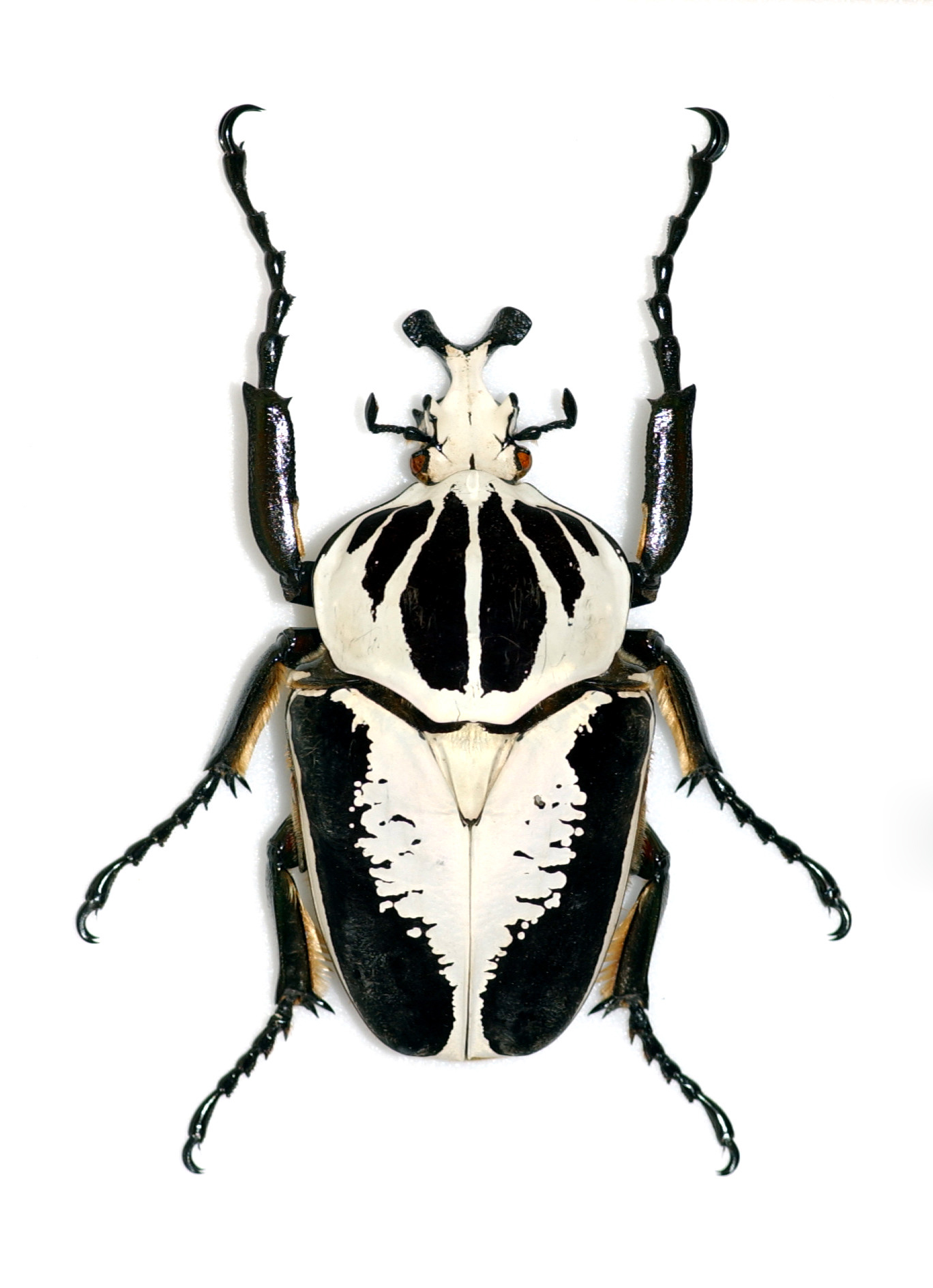 Goliathus Atlas - KibrisPDR