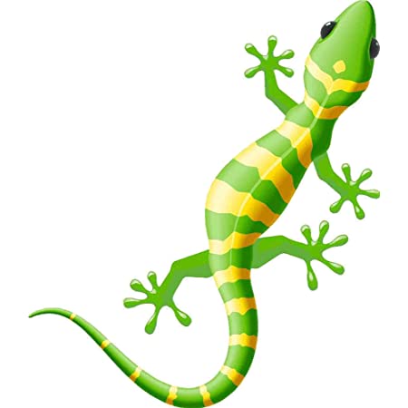 Salamander Bilder Tiere - KibrisPDR