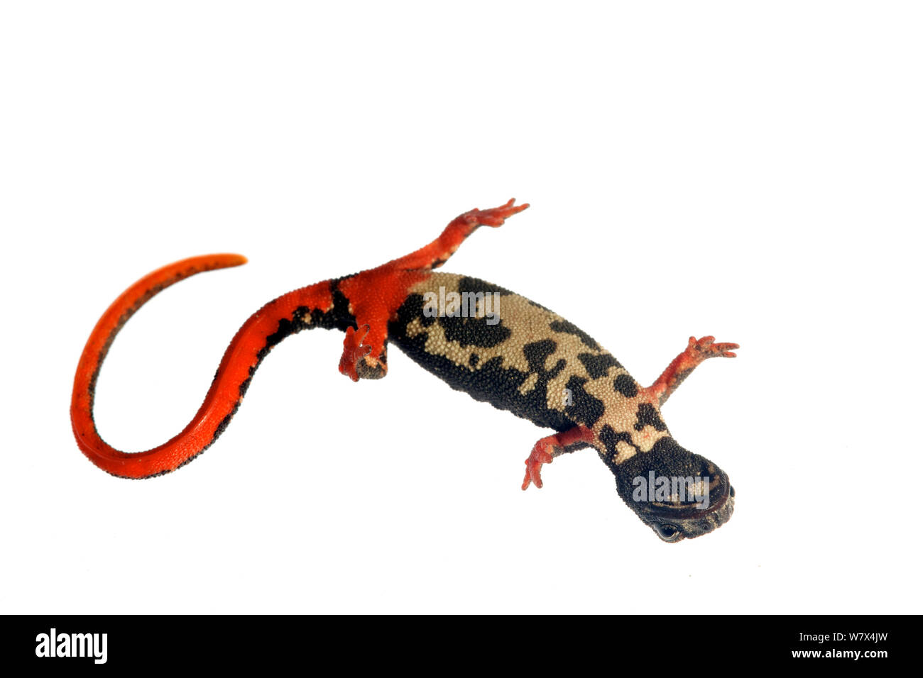 Detail Salamander Bilder Tiere Nomer 22