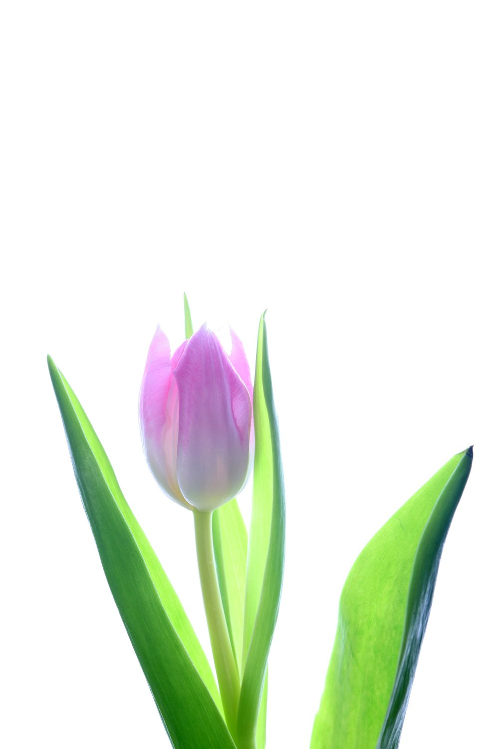Detail Tulpen Hintergrund Nomer 3