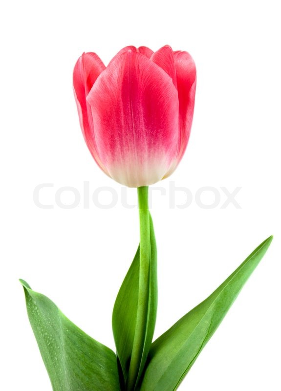 Detail Tulpen Hintergrund Nomer 6