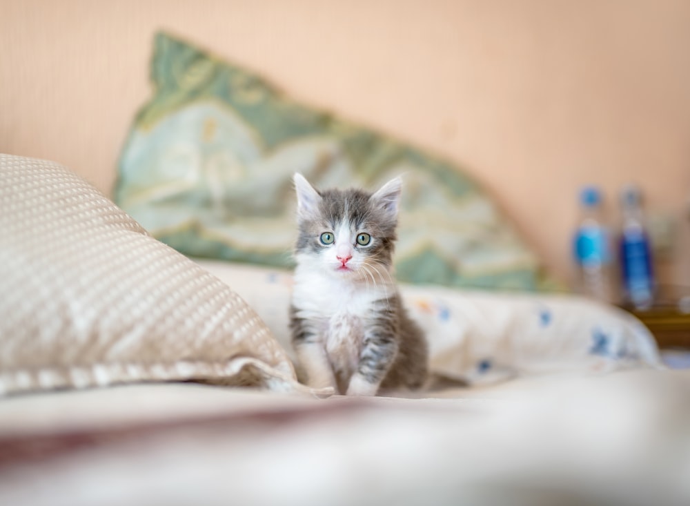 Detail Kitten Hd Nomer 4